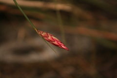 Johnsonia lupulina