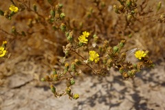 Deinandra bacigalupii