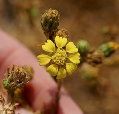 Deinandra bacigalupii