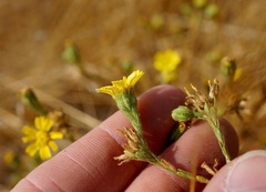 Deinandra bacigalupii
