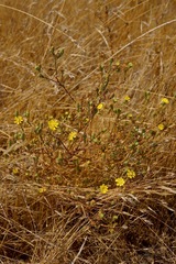 Deinandra bacigalupii