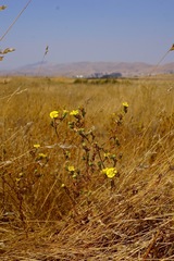 Deinandra bacigalupii