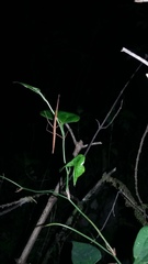 Pseudosermyle strigiceps