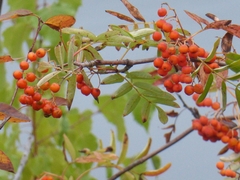 Sorbus aucuparia