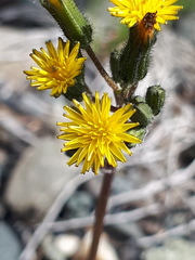 Crepis multicaulis