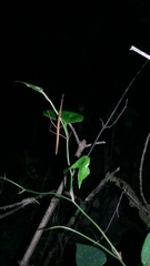 Pseudosermyle strigiceps