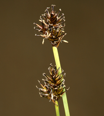 Carex illota