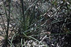 Xanthorrhoea concava