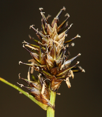 Carex illota