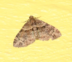 Hammaptera parinotata