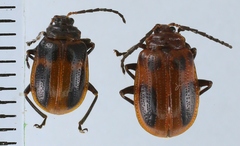 Aplosonyx javana