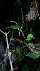Pseudosermyle strigiceps