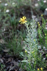 Heterotheca canescens