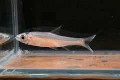 Enteromius tanapelagius