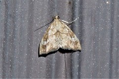 Scybalistodes periculosalis