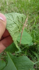 Pseudosermyle carinulata
