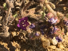 Phacelia formosula