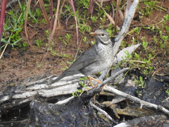 Turdus unicolor