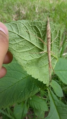 Pseudosermyle carinulata