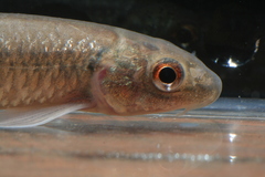 Garra