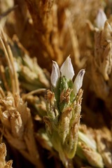 Chloropyron palmatum