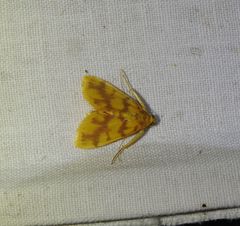 Eusabena paraphragma