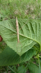 Pseudosermyle carinulata
