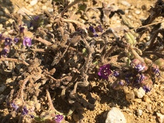Phacelia formosula