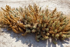 Chloropyron palmatum