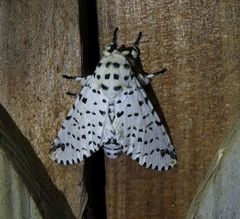 Kamalia multipunctata