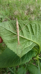 Pseudosermyle carinulata