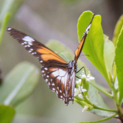 Danaus affinis malayana
