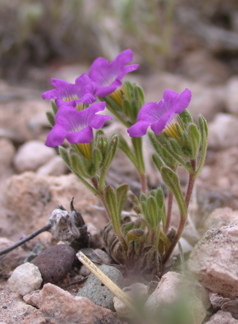 Sandbells (Coleto Creek Park Field Trip) · iNaturalist