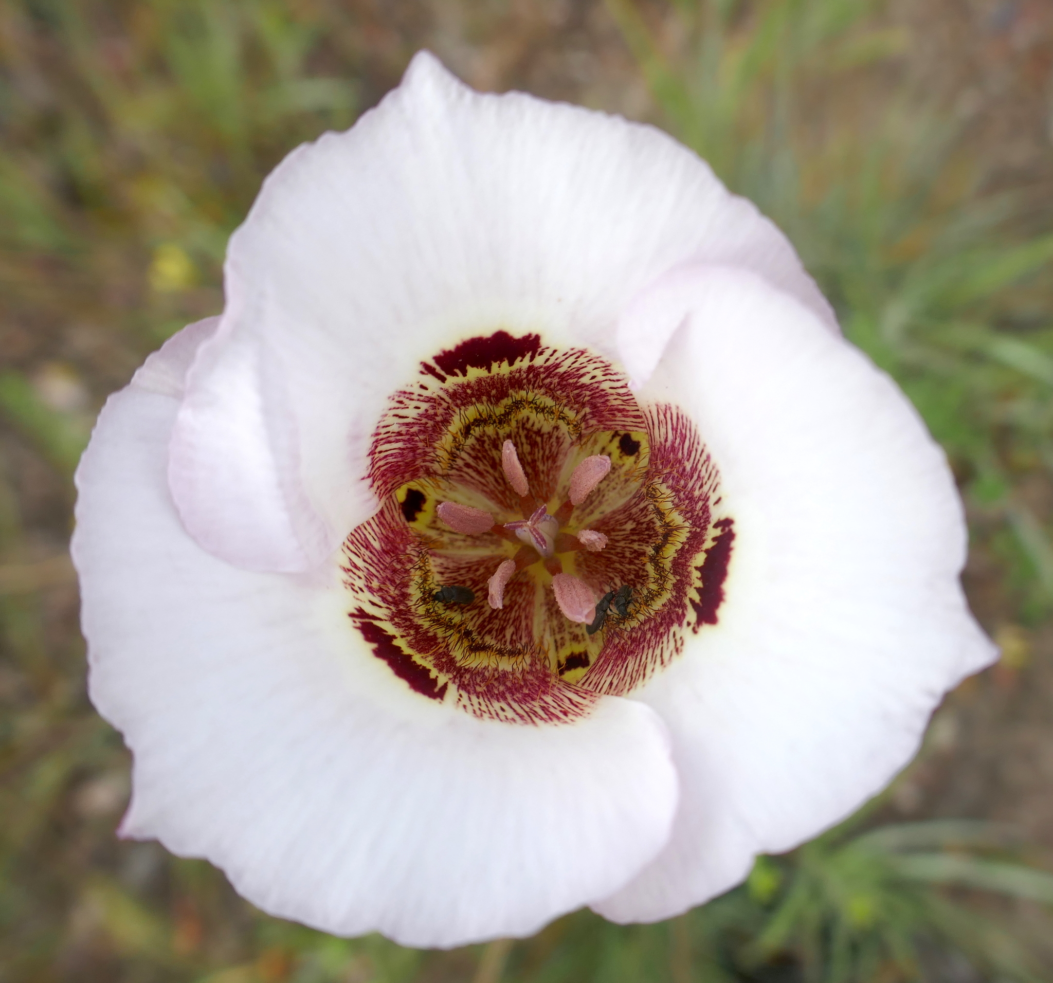 Calochortus vestae