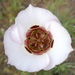 Coast Range Mariposa Lily - Photo (c) passiflora4, some rights reserved (CC BY-NC), uploaded by passiflora4