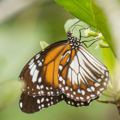 Danaus affinis malayana