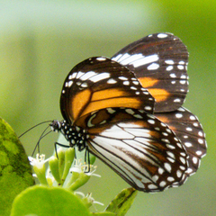 Danaus affinis malayana