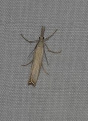 Agriphila attenuatus