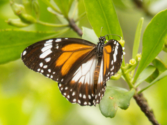 Danaus affinis malayana