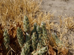 Chloropyron palmatum