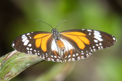 Danaus affinis malayana