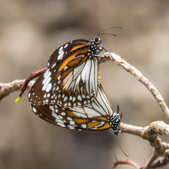 Danaus affinis malayana