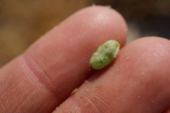 Chloropyron palmatum