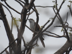 Cacomantis sonneratii