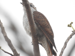 Cacomantis sonneratii