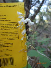 Desmodium lindheimeri