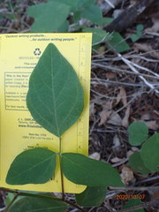 Desmodium lindheimeri