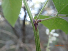 Desmodium lindheimeri