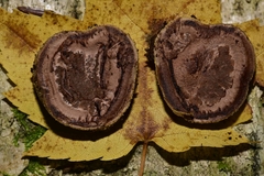 Elaphomyces muricatus