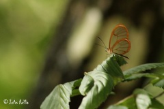 Pteronymia rufocincta